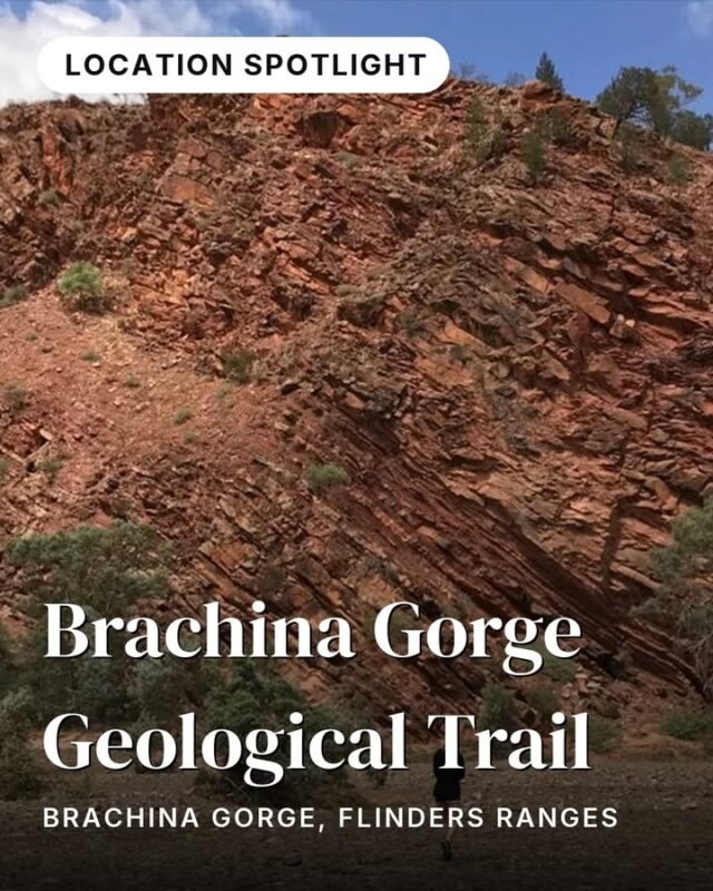 Red and ochre walls. River red gums lining the creek bed. And an almost eerie quiet settling over 600 million years of Earth's story, written directly into the rock face beside you.Brachina Gorge Geological Trail is a self-guided drive through one of the most complete and accessible geological sequences on the planet. Interpretive signs walk you through ancient Ediacaran sea-floor sediments — the kind of formations geologists travel from around the world to study — all the way to the folded, uplifted ranges visible today. The drive takes one to two hours depending on stops, and connects through to Parachilna on the western side. Early mornings, look up: yellow-footed rock wallabies are regularly spotted picking their way across the gorge walls.Find it on the Flinders Ranges Magical Nature journey in monoloci.app:
https://monoloci.app/journey/flinders-ranges-magical-nature/node/brachina-gorge-geological-trailMonoloci also available on the App Store and Google Play.📍 Brachina Gorge, Flinders RangesIkara-Flinders Ranges National Park#visitsa #seesa #monoloci #flindersranges #brachinagorge