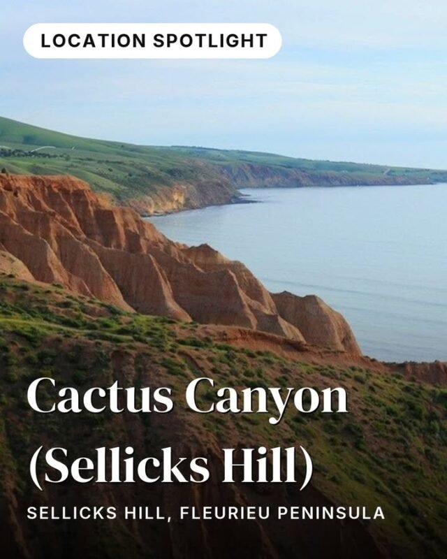 Wind-carved cliffs dropping to the sea, and not a soul in sight.Cactus Canyon sits where the Mount Lofty Ranges meet the coast — a steep-sided gorge cut by millennia of wind and rain along the Sellicks Hill escarpment. The views are dramatic and uninterrupted: the white sands of Sellicks Beach below, Gulf St Vincent stretching west, and Adelaide's skyline on the horizon.What makes this canyon distinct is its cover of Yacca — native grass trees that blanket the ridgelines, giving the landscape a texture that's uniquely South Australian. Sunrise and sunset light here is something else entirely, and it's a favourite with photographers who want solitude away from the more popular beaches.📍 Sellicks Hill, Fleurieu PeninsulaFind it on the Fleurieu Peninsula Explorer journey in monoloci.app:
https://monoloci.app/journey/fleurieu-peninsula-explorer/node/cactus-canyon-sellicks-hillMonoloci also available on the App Store and Google Play.#visitsa #seesa #monoloci #fleurieupeninsula #southaustralianature