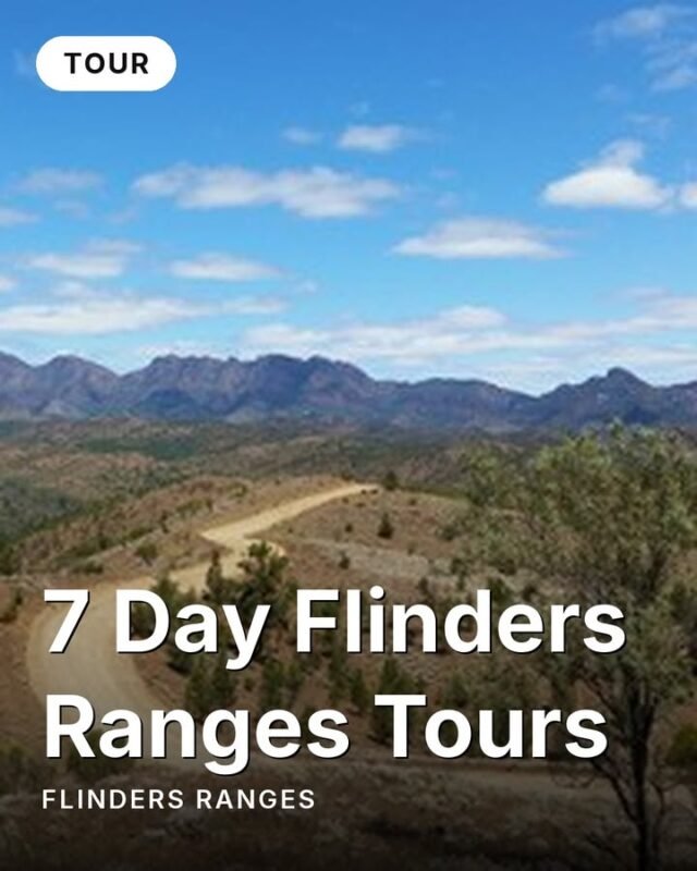 Seven days of red earth, ancient gorges, and skies wide enough to lose yourself in.Australian Iconic Tours takes small groups deep into the Flinders Ranges — a week-long journey through some of South Australia's most dramatic and ancient landscapes. From the layered geological record at Brachina Gorge, spanning 800 million years of earth history, to the wildlife corridors of Ikara-Flinders Ranges National Park, this is slow, immersive travel through country that rewards patience.Expect dawn walks along ridgelines, encounters with yellow-footed rock wallabies, and nights under skies so clear you forget cities exist. Seven days is enough time to actually feel the pace of this place — not just see it from a lookout.Discover this tour and 100+ others on monoloci.app.Monoloci also available on the App Store and Google Play.📍 Flinders Ranges#visitsa #seesa #monoloci #flindersranges #outbacksa