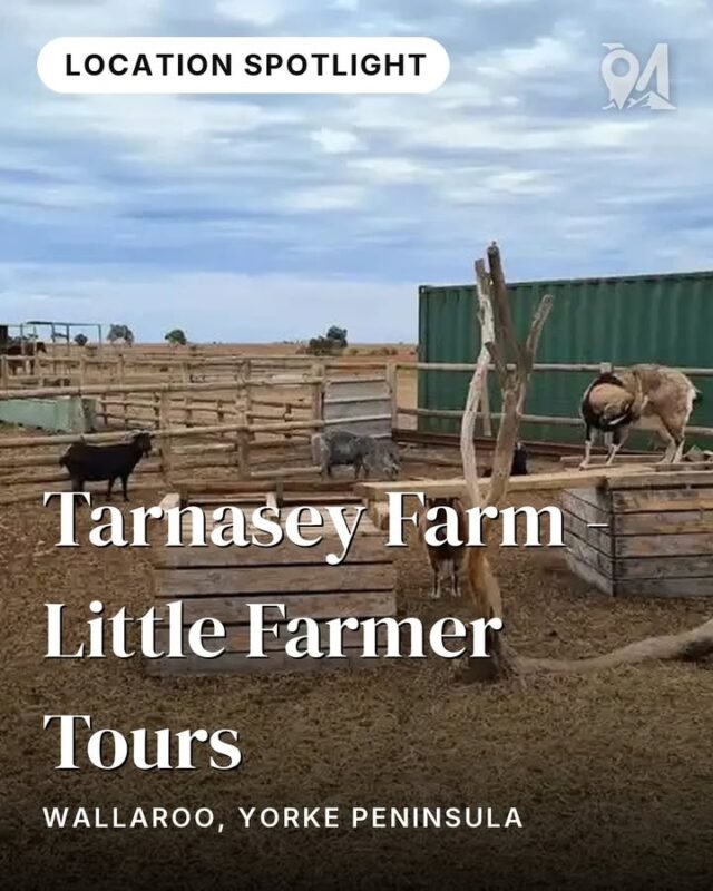 Tiny hands full of feed, big eyes meeting curious farm animals for the first time.At Tarnasey Farm near Wallaroo, the Little Farmer Tours are a genuinely hands-on morning out. Ninety minutes of real connection with the animals — cows (affectionate and a little slobbery), lambs, chickens, and more — across safely fenced paddocks on a working Yorke Peninsula farm. It's immersive, unhurried, and exactly the kind of experience that sticks with kids (and their parents) long after the drive home.Tours depart daily at 10am, year-round except Christmas Day and Good Friday. $20 per person, under 12 months free. Bookings essential.📍 Wallaroo, Yorke PeninsulaFind it on the Yorke Peninsula Family Fun journey in monoloci.app:
https://monoloci.app/journey/yorke-peninsula-family-fun/node/tarnasey-farm-little-farmer-toursMonoloci also available on the App Store and Google Play.Tarnasey Farm#visitsa #seesa #monoloci #yorkepeninsula #farmlife