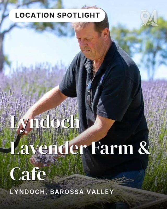 Seventy varieties of lavender. Two hectares of purple stretching toward the Barossa ranges. And a cafe that puts the botanical harvest straight on your plate.Lyndoch Lavender Farm has been a quiet anchor in the valley for over thirty years — long enough to earn a cabinet of awards and a loyal following of visitors who return with every season. More than an ornamental garden, the farm is a working agricultural attraction: seventy-plus cultivars planted as a bridge between the Barossa's wild bushland and its carefully tended vineyards.Walk the rows during warmer months and you'll share the path with native birds, butterflies, and the occasional bearded dragon basking between the beds. Inside the cafe, the harvest comes full circle — lavender-infused teas, light meals, and baked goods that taste exactly like the air outside.Find it on the Barossa Sights and Sounds journey in monoloci.app:
https://monoloci.app/journey/barossa-sights-and-sounds/node/lyndoch-lavender-farm-cafeMonoloci also available on the App Store and Google Play.📍 Lyndoch, Barossa Valley#visitsa #seesa #monoloci #barossavalley #lyndoch